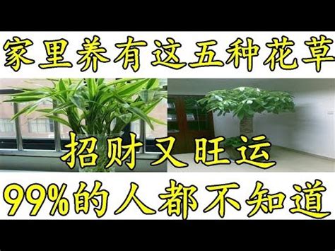 闊葉植物風水|風水師推薦：6種招財植物大公開